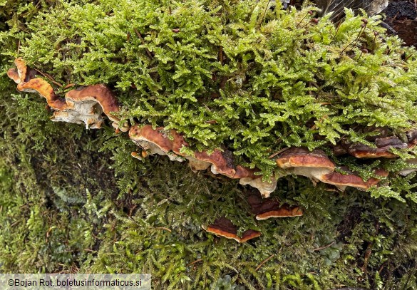 Fomitopsis malicola