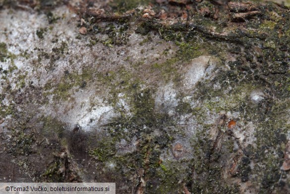 Enchnoa infernalis