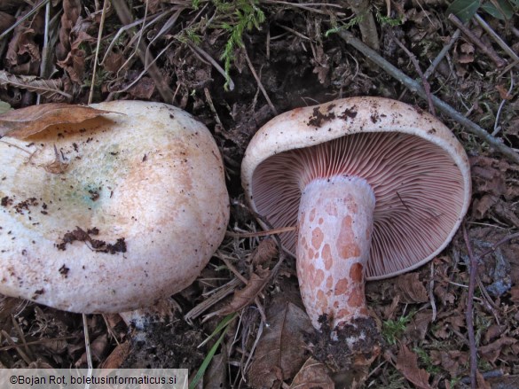 Lactarius sanguifluus