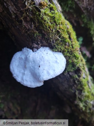 Trametes suaveolens