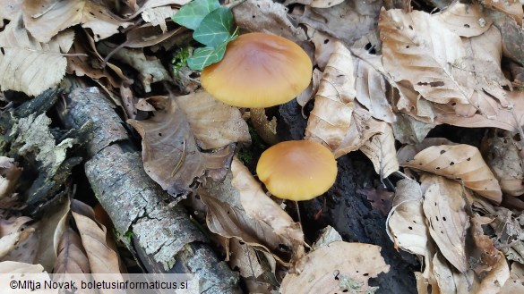 Conocybe aporos