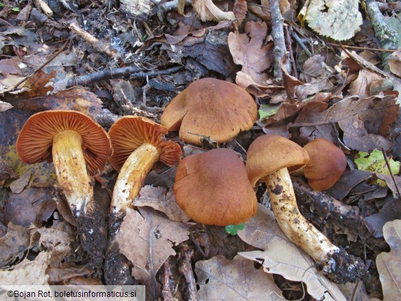 Cortinarius orellanus
