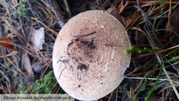 Echinoderma asperum
