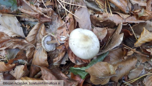Rhodocollybia butyracea f. asema