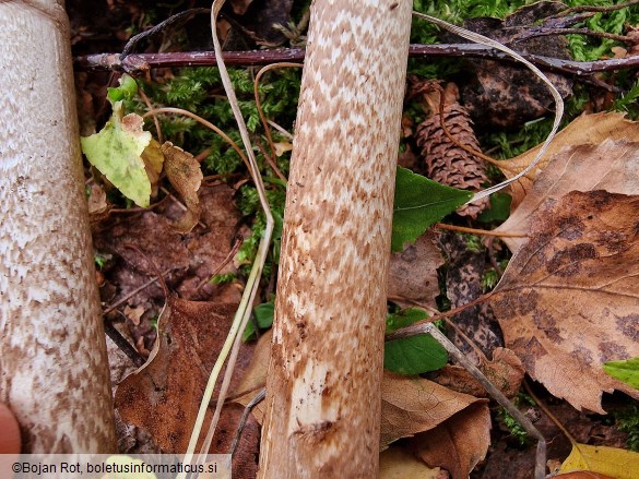 Amanita spadicea