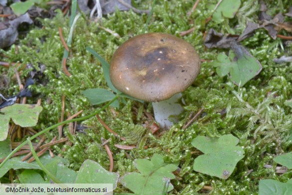 Russula puellaris
