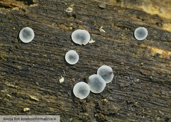 Mollisia cinerea