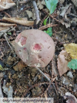 Xerocomus subtomentosus