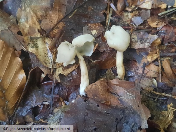 Helvella elastica