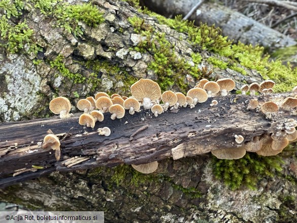 Panellus stipticus