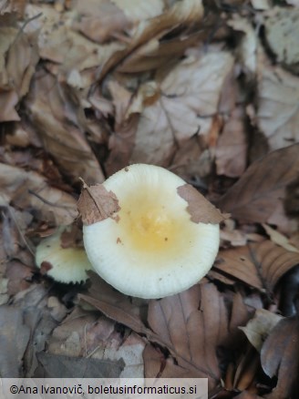Russula solaris