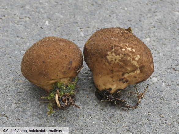 Utraria mollis