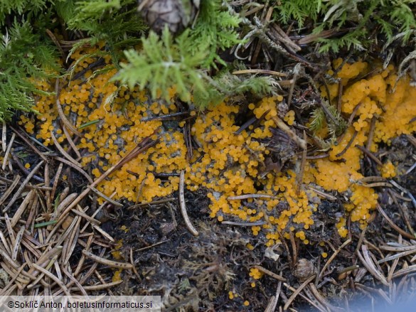 Byssonectria terrestris