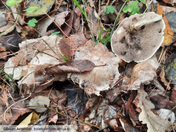 Suillus viscidus