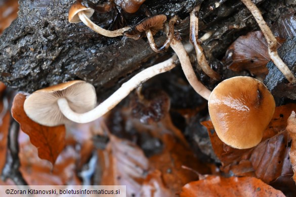 Psathyrella