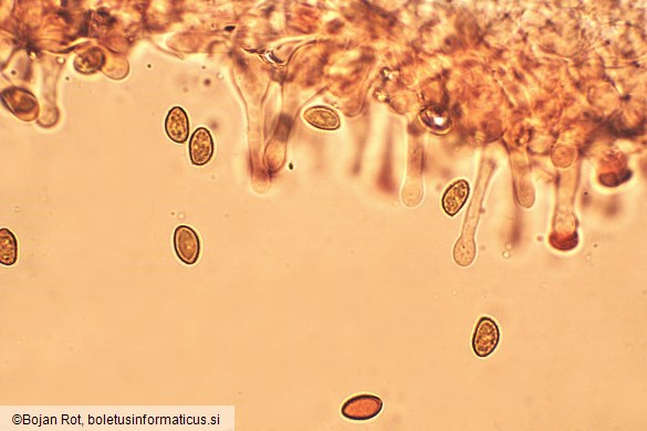 Gymnopilus penetrans