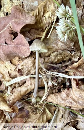 Mycena abramsii