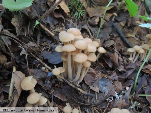 Gymnopus confluens