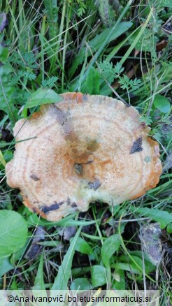 Lactarius deliciosus
