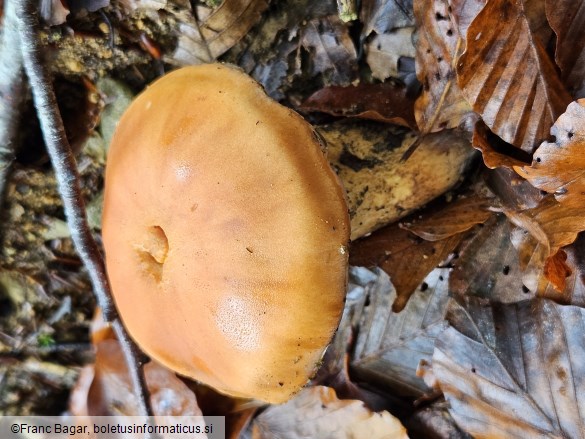 Hebeloma radicosum