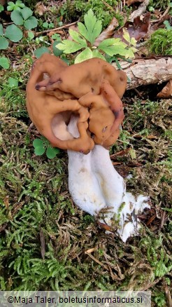 Gyromitra infula