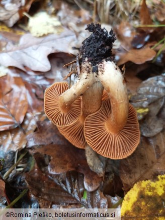 Cortinarius orellanus