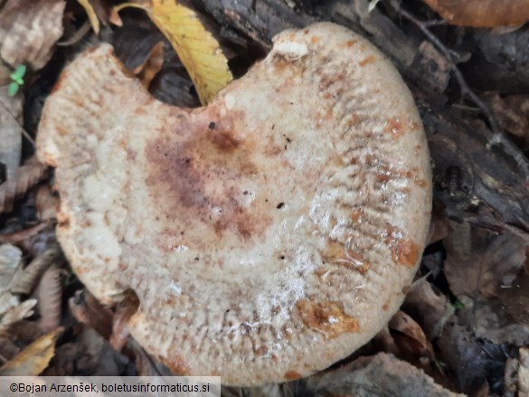 Paxillus involutus