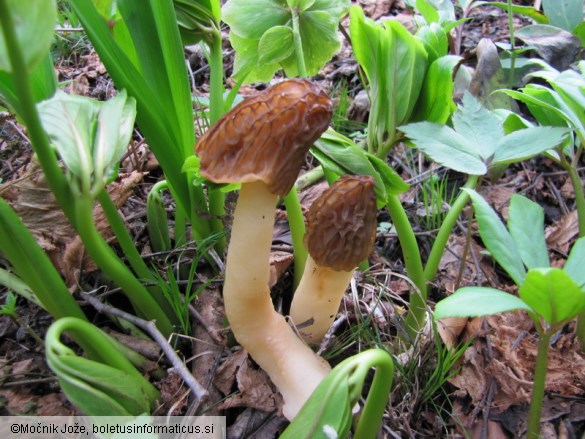 Ptychoverpa bohemica