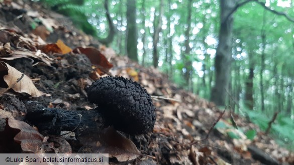 Strobilomyces strobilaceus