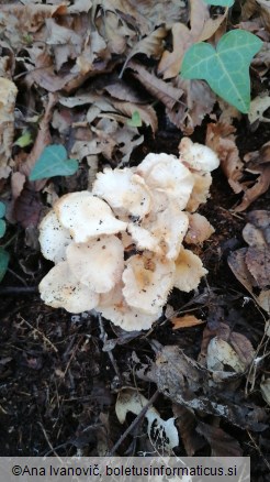 Gymnopus dryophilus