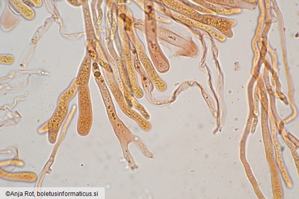 Dacrymyces capitatus