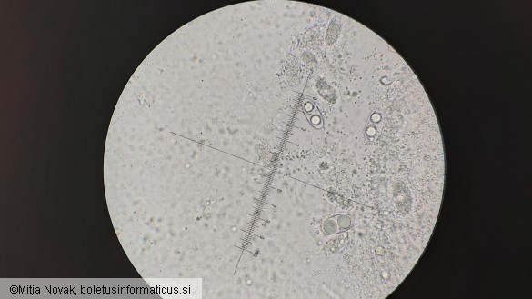 Pachyella aquatilis