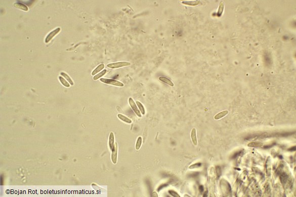 Tapesia lividofusca