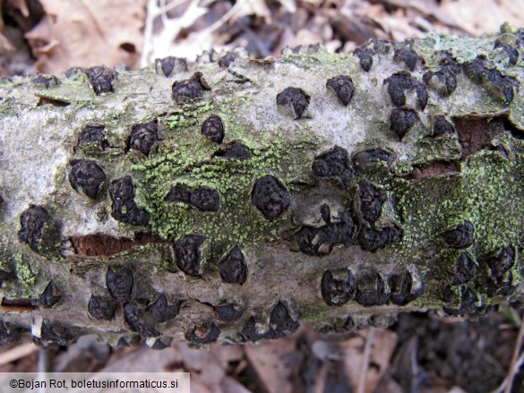 Diatrypella favacea