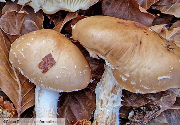 Pholiota lenta