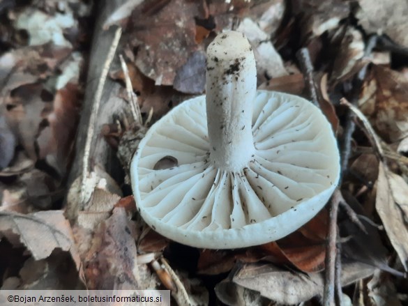 Hygrophorus fagi