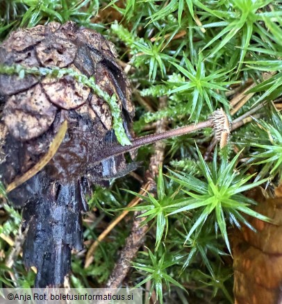 Auriscalpium vulgare
