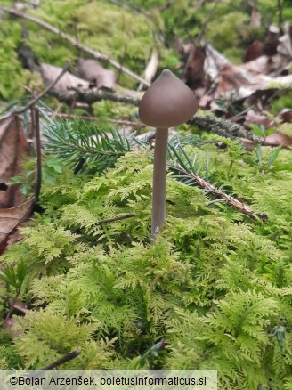 Entoloma hirtipes