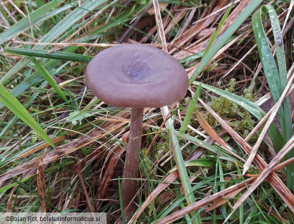 Pseudoclitocybe cyathiformis