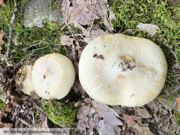 Tricholoma acerbum