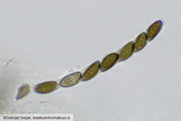 Hypoxylon fuscum