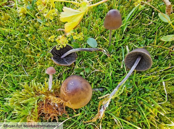 Panaeolus acuminatus