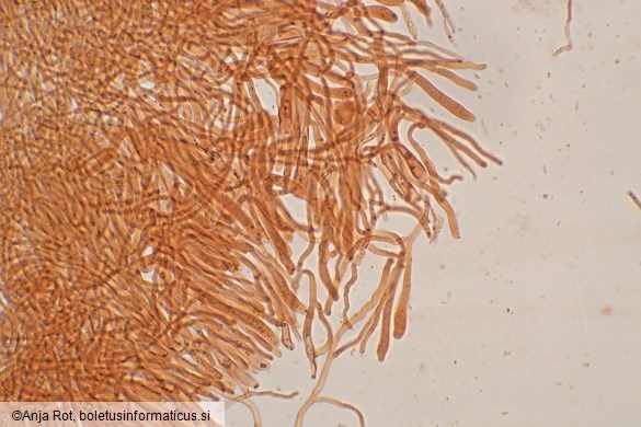 Dacrymyces capitatus