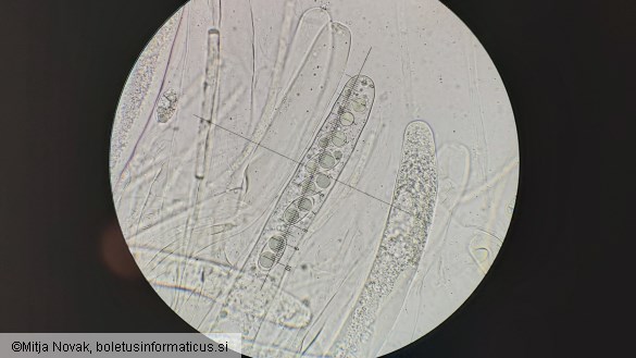 Pachyella aquatilis
