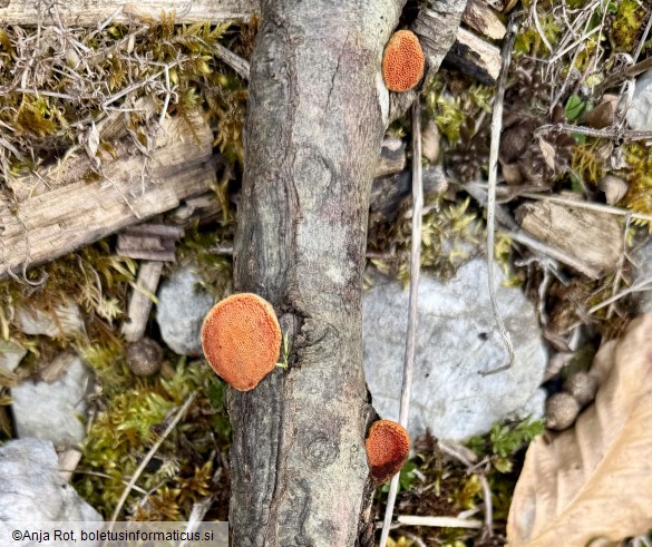 Pycnoporus cinnabarinus