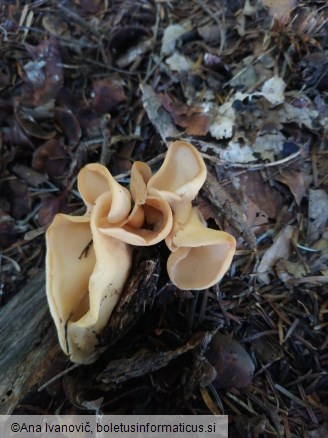 Otidea onotica
