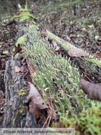 Multiclavula mucida