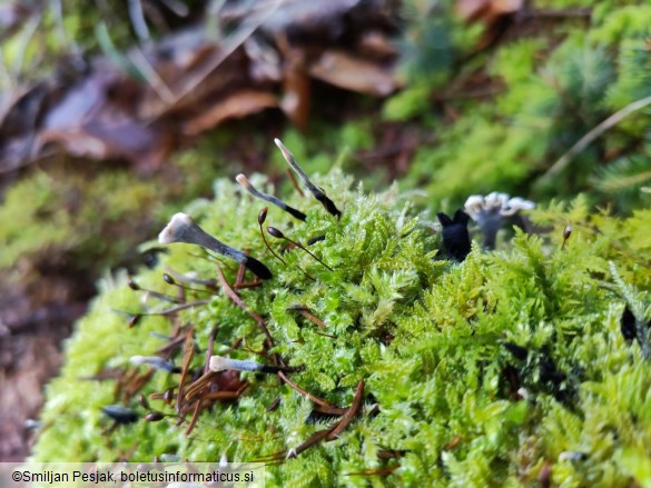 Xylosphaera hypoxylon