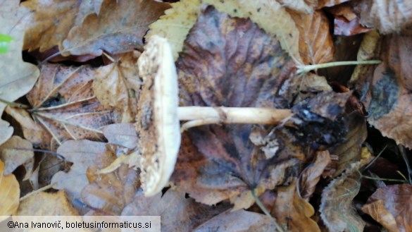 Cystoderma amianthinum