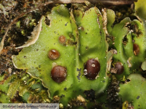Solorina saccata